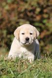 LABRADOR 332